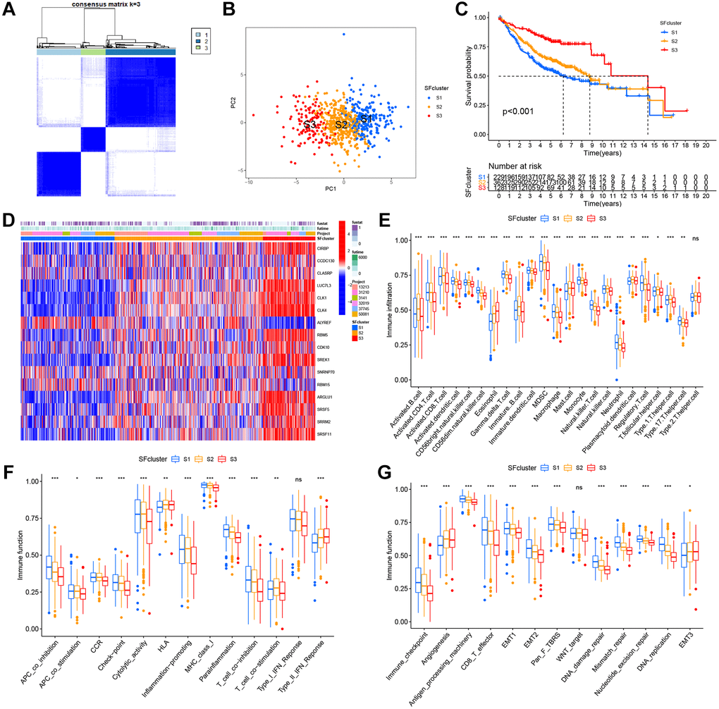 SFs patterns and corresponding TME characteristics. (A) Consensus clustering matrix for k = 3. (B) Principal component analysis (PCA) was conducted in distinct SFs patterns. (C) Survival analyses for three distinct SFs patterns based on six GEO cohorts (GSE13213, GSE37745, GSE31210, GSE3141, GSE30219 and GSE50081). (D) Heatmap of 16 SFs expression in LUAD patients. (E) TME cell infiltrating abundances in three SFs clusters. (F) Difference of immune functions in three SFs clusters. (G) Difference of other tumor-related biological processes.