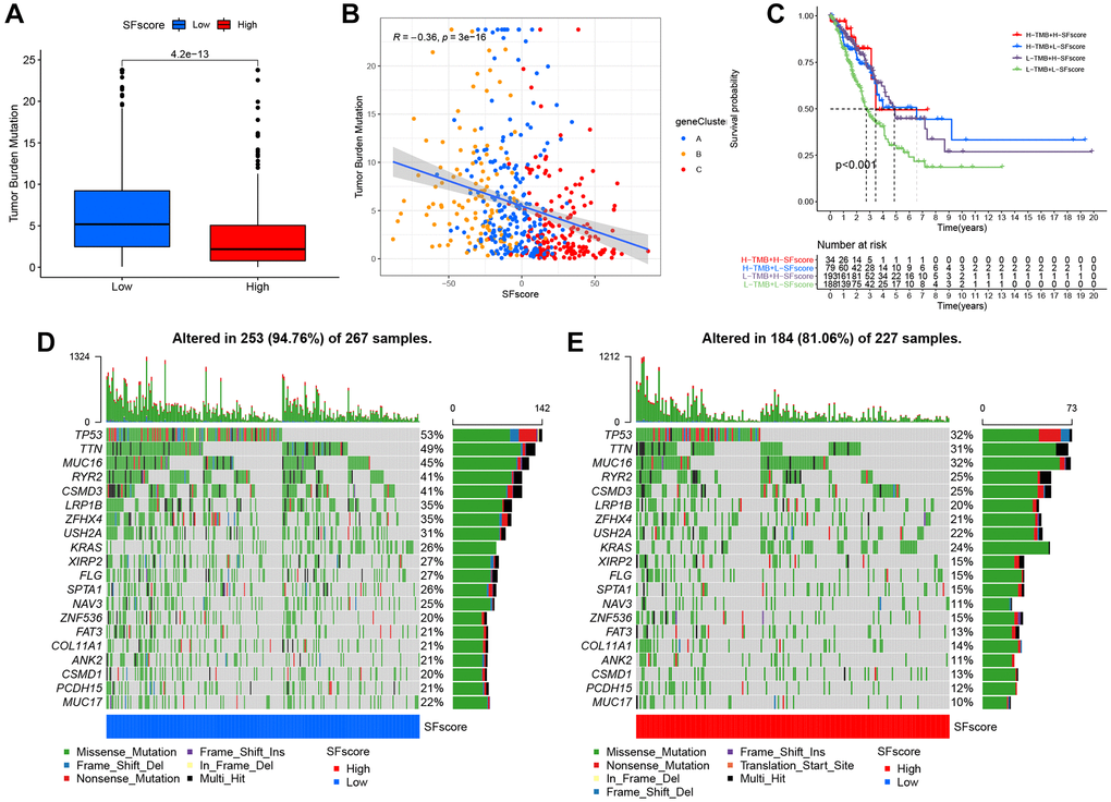 Characteristics of SFscore in tumor somatic mutation. (A) Differences in tumor mutation burden (TMB) between low and high SFscore groups of TCGA cohort (P B) Correlations between SFscore and TMB using Spearman analysis (R = −0.36, P C) Survival analyses for subgroup patients stratified by both SFscore and TMB using Kaplan-Meier curves. H-TMB, high TMB; L-TMB, low TMB (P D) The waterfall plot of tumor somatic mutation established by those with low SFscore. (E) The waterfall plot of tumor somatic mutation based on LUAD samples with high SFscore.