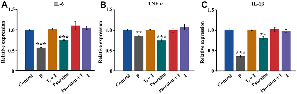 Effect of psoralen on inflammatory genes IL-6, TNF-α and IL-1β in OA chondrocytes. E represents estrogen and I represents estrogen receptor antagonist. (A) Expression of IL-6 gene, (B) Expression of TNF-α gene, (C) Expression of IL-1β gene. ** represents P 