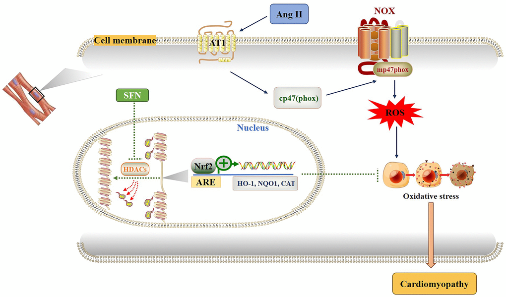 Diagram of the mechanism by which SFN prevents Ang II-induced cardiomyocyte apoptosis. Ang II activates oxidative stress by increasing ROS leading to inflammation, oxidative stress and fibrosis in cardiomyocytes. SFN prevent Ang II-induced cardiomyocyte apoptosis by inhibiting HDACs to activate Nrf2 and downstream antioxidant genes.