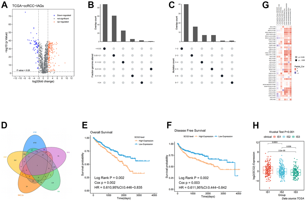 Identification of potential tumor antigens in ccRCC. (A) Identification of potential tumor-associated antigens in ccRCC through differential expression analysis. Chromosomal distribution of up- and down-regulated genes in ccRCC, as indicated. (B, C) Identification of potential tumor-associated antigens in ccRCC through fraction of the genome altered and mutation analysis. (D) Combined analysis of multiple spectra to identify specific antigens. (E, F) The association of SCG2 with OS and PFS. (G) The correlation between SCG2 and immune cells (Tregs and CAFs) in pan-cancer. (H) Differential expression of SCG2 among the ccRCC immune subtypes in TCGA cohorts. Tregs: regulatory T cell; CAFs: cancer associated fibroblast.