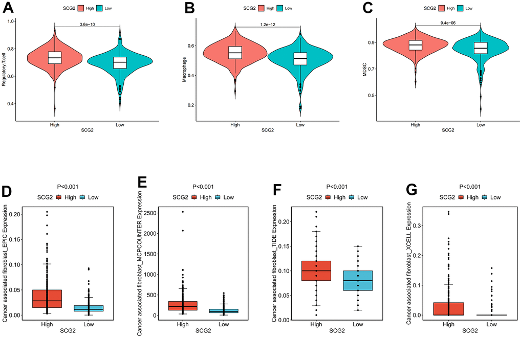 Identification of immunological characteristics of SCG2. (A–C) Correlation between SCG2 and immunosuppressive cells. (A) Tregs, (B) macrophage, (C) MDSC. (D–G) Correlation between SCG2 and CAFs in various algorithms. (D) EPIC, (E) MCPCOUNTER, (F) TIDE, (G) XCELL.