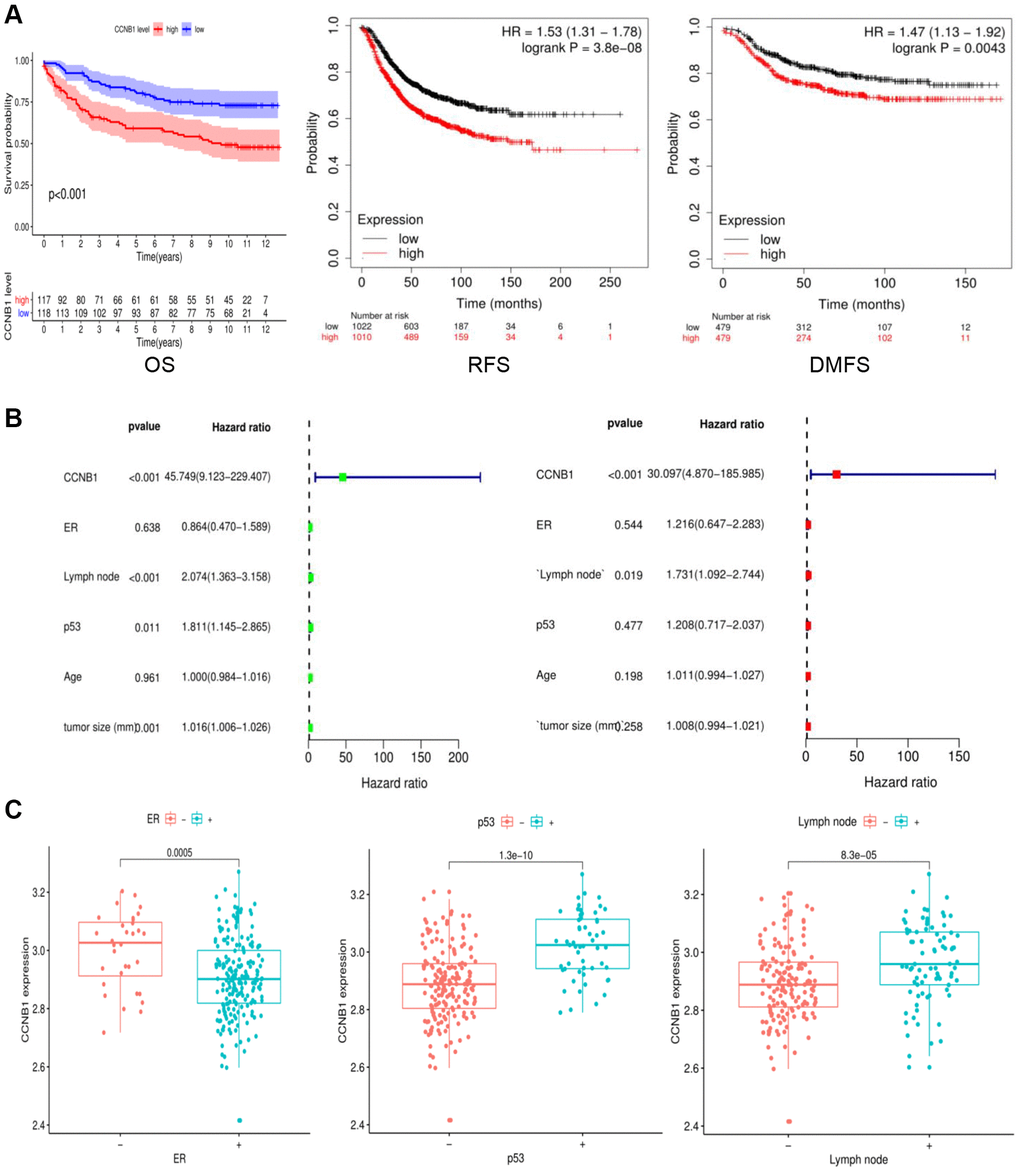 Survival and clinical association of CCNB1 as an independent prognostic factor in BC. (A) The survival analysis was performed for OS, RFS and DMFS. The CCNB1 high expression group had a considerably shorter survival duration than the CCNB1 low expression group. (B) Univariate and multivariate analyses of factors related to survival. (C) Clinical characteristics associated with CCNB1. It can be seen that CCNB1 is highly expressed in ER (−), lymphnode (+), and p53 (+) groups. Abbreviations: OS: overall survival; RFS: recurrence free survival; DMFS: distant metastasis free survival.