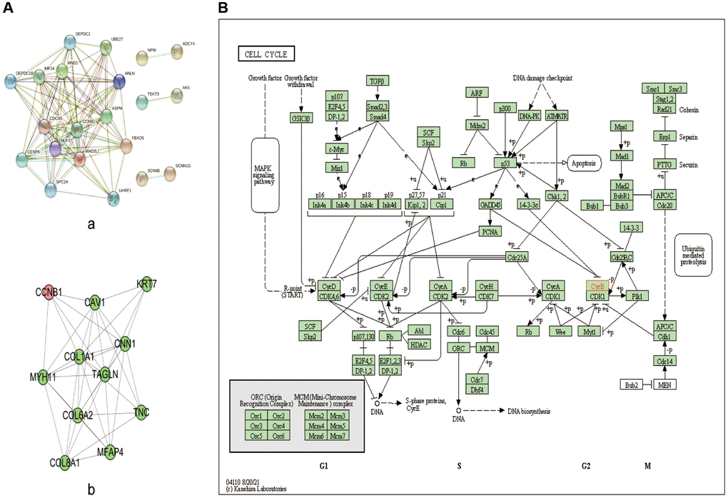 PPI network and KEGG pathway analysis. (A) PPI network of the significant genes in BC. (a) The PPI network was constructed using 40 genes selected from the string web database. (b) Construction of CCNB1 subnetwork of PPI. (B) KEGG pathway analysis; CCNB1 are involved in the cell cycle. Abbreviations: DEGs: differentially expressed genes; GO: Gene Ontology; KEGG: Kyoto Encyclopedia of Genes and Genomes; PPI: protein-protein interaction.