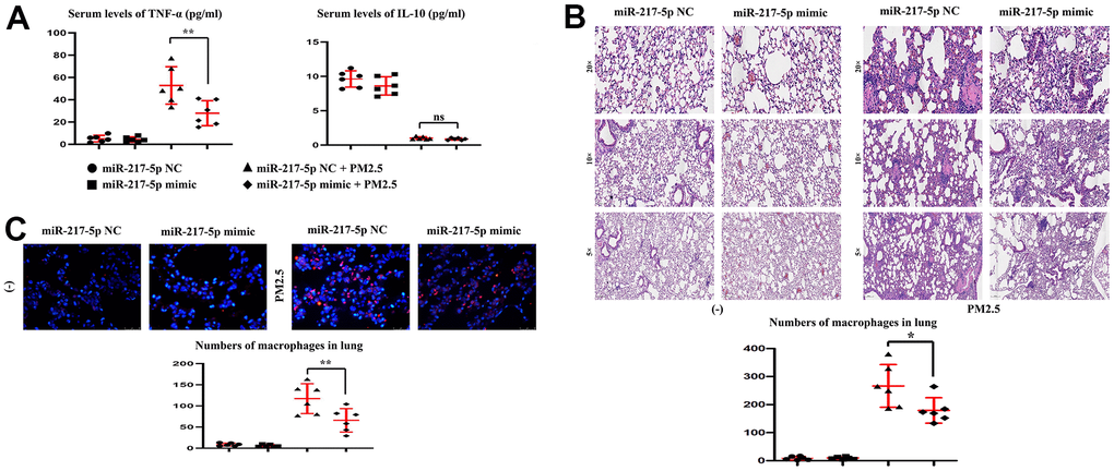 Changes in the content of serum TNF-α and IL-10, and Lung histopathology. (A) showed changes in the content of serum TNF-α and IL-10. (B, C) represented lung histopathology and numbers of macrophages in lung.