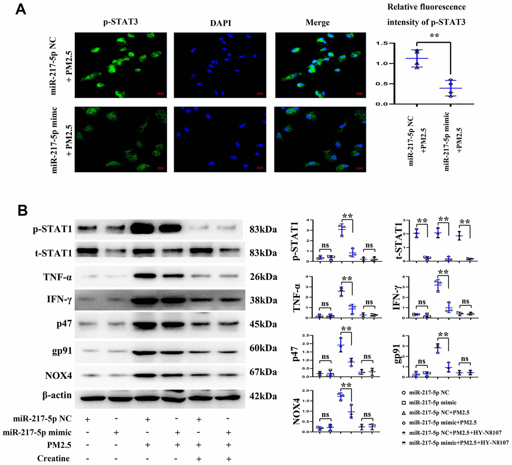 Changes in reactive oxygen species (ROS) level in RAW246.7 cells. (A) showed fluorescence intensity of p-STAT1, and (B) represented the protein expressions of p-STAT1, t-STAT1, TNF-α, IFN-γ, p47, gp91 and NOX4 in RAW246.7 cells treated with miR-217-5p mimic, PM2.5 and creatine.