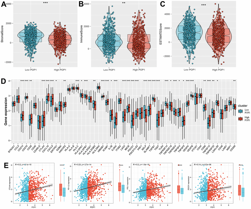 Investigate the differences in immune characteristics between the high- and low-POP1 groups. (A–C) Discrepancies in three scores between the high- and low-POP1 groups. (D) Expression differences of 53 immune characteristics between the high- and low-POP1 groups of BC patients. (E) Correlation analysis of four immune checkpoints in high- and low-POP1 population of BC patients. *P 