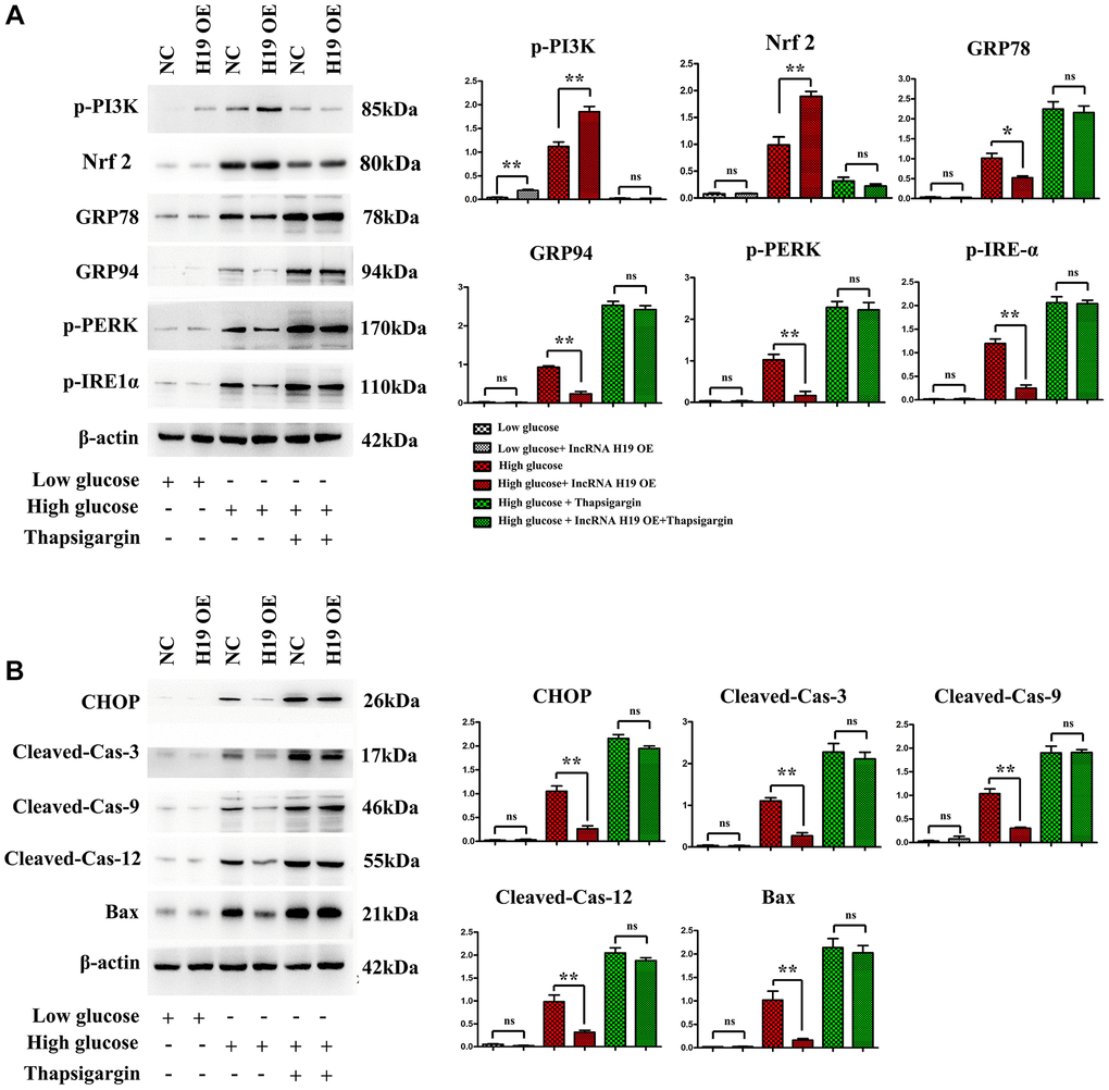 H19 attenuated ERS-induced apoptosis and activated PI3K in HL-1 cells after HG. (A) Protein bands exposed the expression of p-PI3K, Nrf2, p-PERK, p-IRE1α, GRP 78 and GRP94 proteins in four cell groups. (B) Protein bands exposed the expression of CHOP, cleaved caspase-3, cleaved caspase-9, cleaved caspase-12, and BAX proteins in four cell groups, n = 3/group.