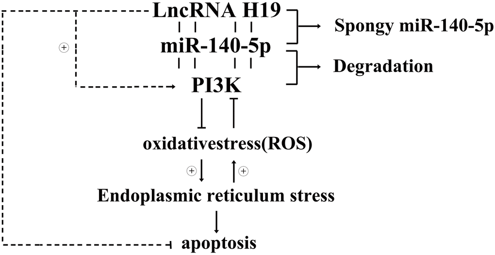 Diagrammatic sketch for lncRNA H19’s protective roles in DCMs by activating PI3K/AKT signals and inhibiting ROS, ERS induced apoptosis.