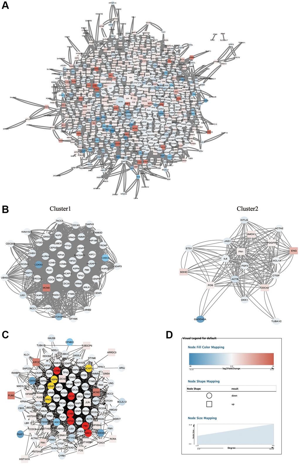 PPI network analysis of DEGs. (A) The PPI network of 698 DEGs. (B) Cluster1 and cluster 2 sub-networks obtained after MCODE analysis of PPI network. (C) MCC sub-network obtained after CytoHubba analysis of PPI network. (D) The legend of networks. The round represents down-regulated DEGs, the square represents up-regulated DEGs, and the size of the node graph represents the degree for (A), which denotes the number of nodes connected to each node. The colors of the nodes indicate the size of log2 (fold change). The higher and lower the expression is, the redder and bluer it is, respectively.