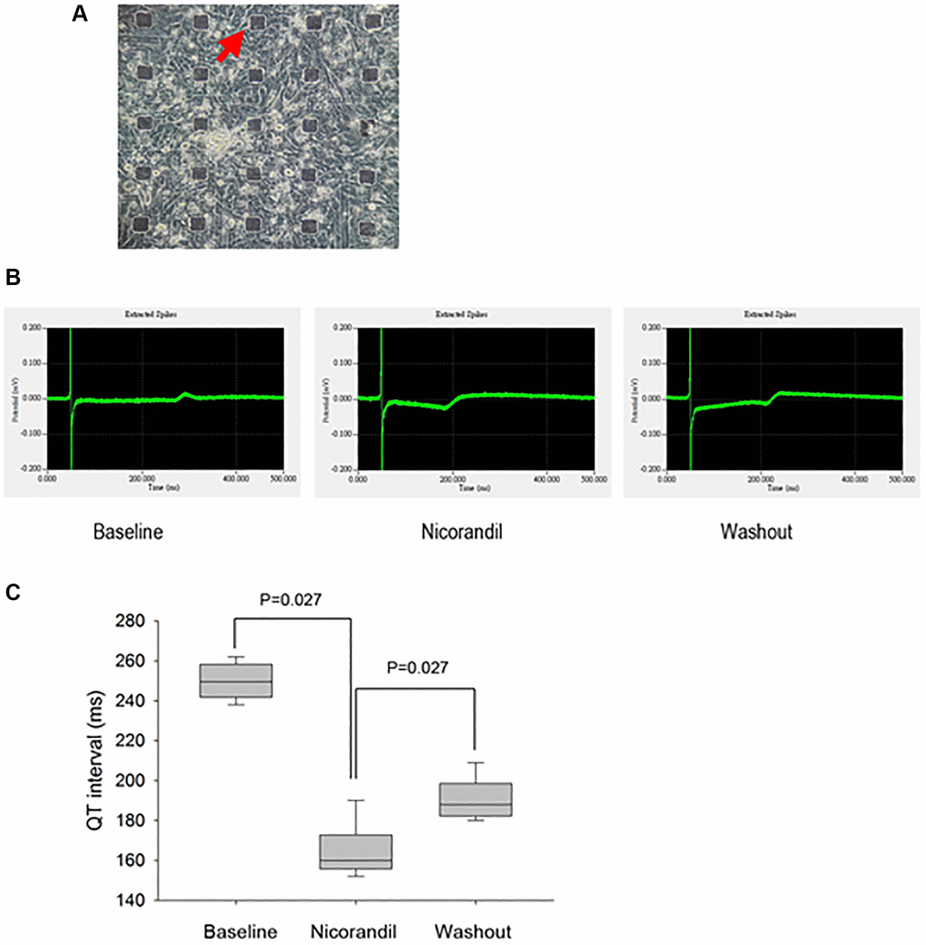 Generation and analysis of electrograms from human iPSC-CM cultures show nicorandil shortens QT interval of iPSC-CMs. (A) Phase-contrast images show an overview of cell morphology of iPSC-CM cultures on top of the micro electrode array (black rectangular dots; red arrow). (B) QT interval in electrogram is a gross phenotype of cellular action potential duration. The electrogram or field potential was recorded from the microelectrodes with iPSC-CMs cultured on top of them. Because the end of the T wave is not prominent, the QT interval is measured as the interval from the Q wave to the peak P wave. Shortening of QT interval is noted after nicorandil (100 uM) stimulation. (C) Summary data of QT interval before and after nicorandil stimulation are shown (n = 6). Data represent mean ± SD; p 