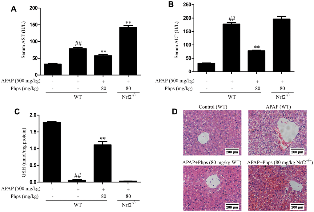 Phps could not inhibit AST, ALT elevations and alleviate GSH consumption; Phps could not improve histopathological changes in Nrf2-/- mice. The mice were received Phps (80 mg/kg) prior 1 h APAP (500 mg/kg) injection (A, B), the levels of AST and ALT. (C), the levels of GSH in liver. (D) the liver sections by H&E staining (scale bars: 200 μm). All data are presented as mean ± SD (three independent experiments). #p ##p p p 