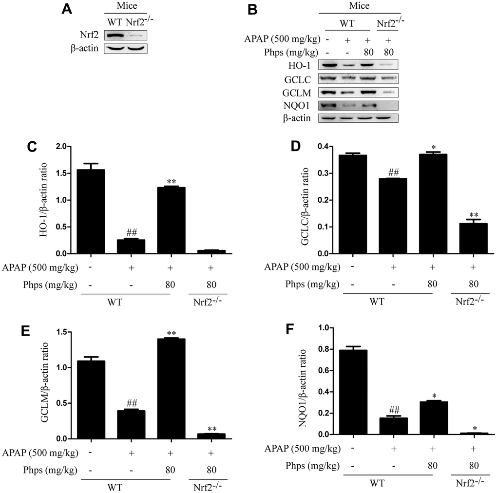Effect of Phps on APAP-induced acute liver injury were dependent on Nrf2. The mice were received Phps (80 mg/kg) prior 1h APAP (500 mg/kg) injection and liver was collected for Western blot. (A, B) are protein bands of Nrf2 signaling pathway; (C–F) represent the ratio of HO-1, GCLC, GCLM and NQO1protein to β-actin. All data are presented as mean ± SD (three independent experiments). #p ##p p p 