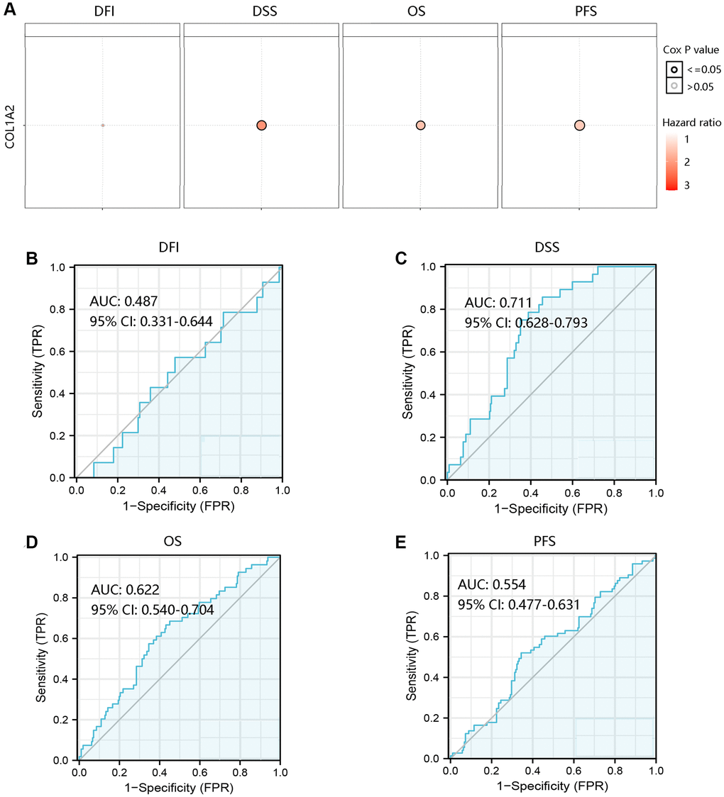 Prognostic and predictive analysis of COL1A2 in colon adenocarcinoma (COAD). (A) The effect of COL1A2 on DFI, DSS, OS, and PFS in COAD. The value of COL1A2 in predicting survival status of (B) DFI, (C) DSS, (D) OS, and (E) PFS. Abbreviations: DFI: disease-free interval; DSS: disease-specific survival; OS: overall survival; PFS: progression-free survival; AUC: area under the curve; 95% CI: 95% confidence interval; FPR: false-positive rate; TPR: true-positive rate.