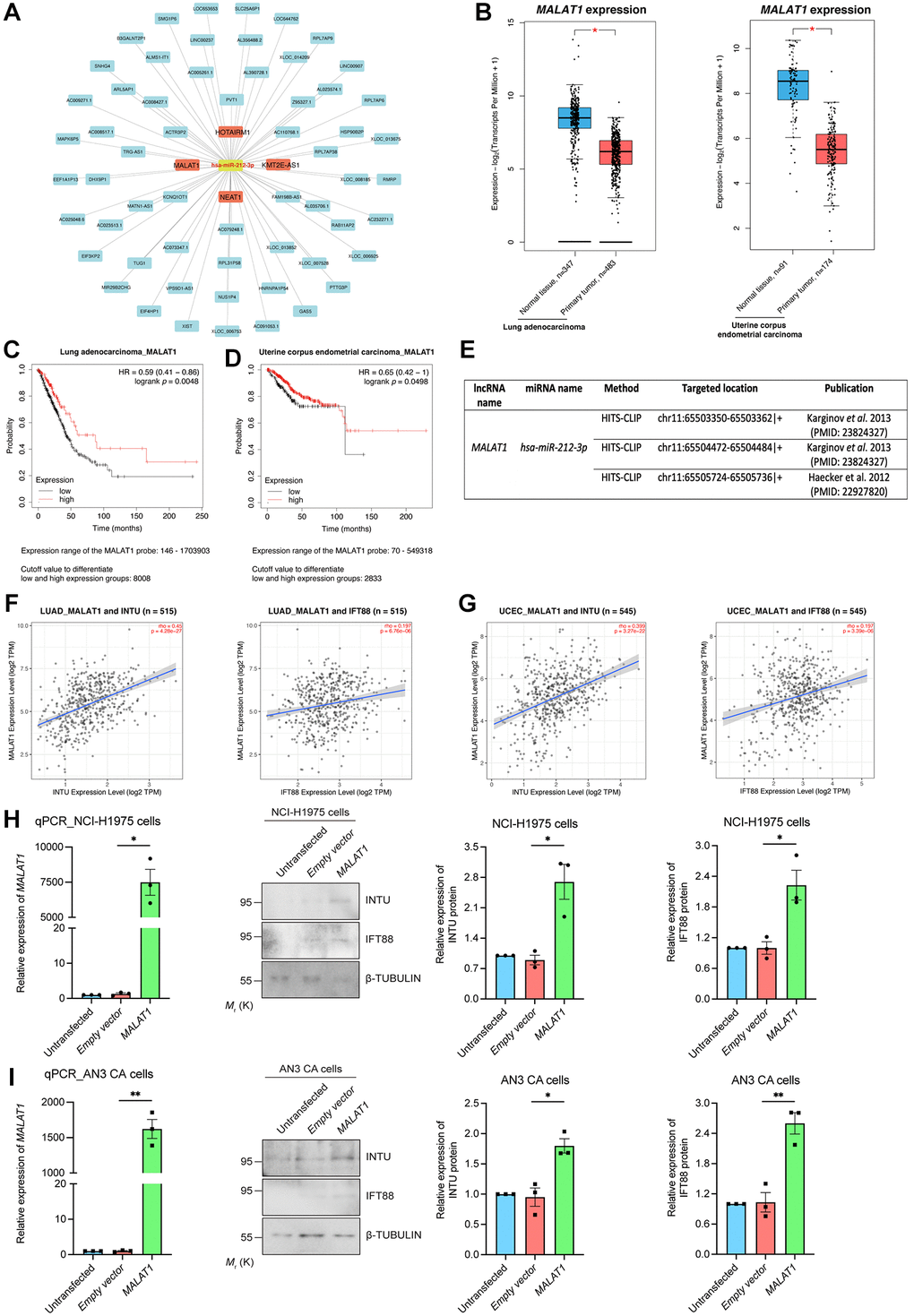 Identification of MALAT1 as a communal lncRNA mediating INTU and IFT88 expression in LUAD and UCEC samples. (A) Identification of the lncRNAs against hsa-miR-212-3p and construction of the lncRNA-miRNA regulatory network. (B) The expression of MALAT1 was significantly downregulated in LUAD and UCEC tumor samples. (C, D) Decreased level of MALAT1 was found associated with poor prognosis in LUAD (C) and UCEC (D) patients. (E) The MALAT1 was identified as targeted lncRNA against hsa-miR-212-3p from two independent studies. (F, G) The expression of MALAT1 positively associated with the expression of INTU and IFT88 in LUAD (F) and UCEC (G) tumor samples. (H, I) Overexpression of MALAT1 caused the upregulation of INTU and IFT88 protein levels in NCI-H1975 (H) and AN3 CA (I) cells. n = 3 biological replicates. Each n represents an independent preparation of RNA and protein samples. Error bars represent S.E.M. Statistical analysis was performed using two-tailed unpaired Student’s t-test. * denotes p 