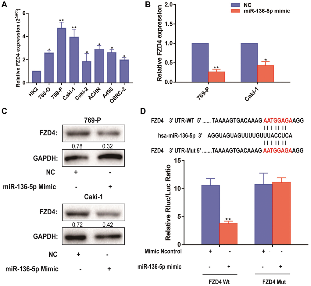 FZD4 is a direct target of miR-136-5p in ccRCC progression. (A) Relative expression of FZD4 in a series of RCC cell lines (786-O, 769-P, Caki-1, Caki-2, ACHN, A498 and OSRC-2) and human normal renal tubular epithelial cell line HK-2. (B) Relative expression of FZD4 in 769-P and Caki-1 cells transfected with miR-136-5p mimic. (C) Western blots analysis of FZD4 in miR-136-5p mimic 769-P and Caki-1 cells compared with NC group, GAPDH was used as a loading control. (D) Schematic illustration of the predicted binding sites between FZD4 and miR-136-5p, and mutation of potential miR-136-5p binding sequence in FZD4. Relative luciferase activities of wild type (WT) and mutated (Mut) FZD4 reporter plasmid in human embryonic kidney (HEK) 293T cells co-transfected with miR-136-5p mimic. The data represent the mean ± SD of 3 replicates. *P **P 