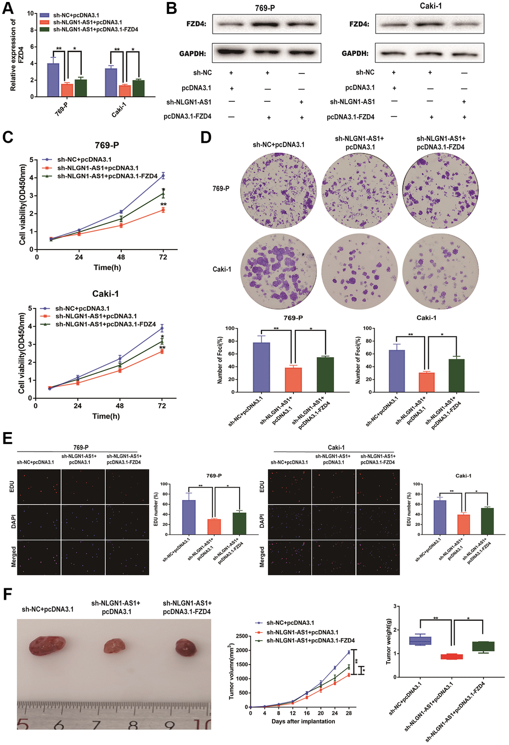 NLGN1-AS1 attenuates the proliferation abilities of ccRCC cells through FZD4/Wnt signaling pathway. (A) qRT-PCR was conducted to verify the relative expression of FZD4 in 769-P and Caki-1 cells transfected with sh-NLGN1-AS1 or oe-FZD4. (B) The expression of FZD4 was analyzed by western blotting with the indicated antibodies and samples from the 769-P and Caki-1 cells transfected with sh-NLGN1-AS1 or oe-FZD4. (C–E) CCK-8 assay, colony formation analysis, and EDU assay in 769-P and Caki-1 cells transfected with sh-NC+oe-NC, sh-NC+oe-FZD4 and sh-NLGN1-AS1+oe-FZD4. (F) In vivo evaluating in xenograft mouse models bearing tumors originating from 769-P cells stably transfected with sh-NC+oe-NC, sh-NC+oe-FZD4 and sh-NLGN1-AS1+oe-FZD4, n = 5/group; Tumor volume and weight of the xenograft were shown in the right. The data represent the mean ± SD of 3 replicates. *P **P 