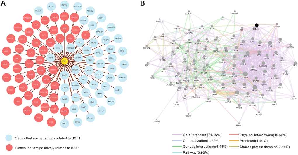 The fifty genes with the strongest positive and negative correlations with HSF1. (A) Network of HSF1 and correlated genes. Positively correlated genes are marked in red. Negatively correlated genes are marked in blue. (B) Network analysis of HSF1 and correlated genes using GeneMANIA.