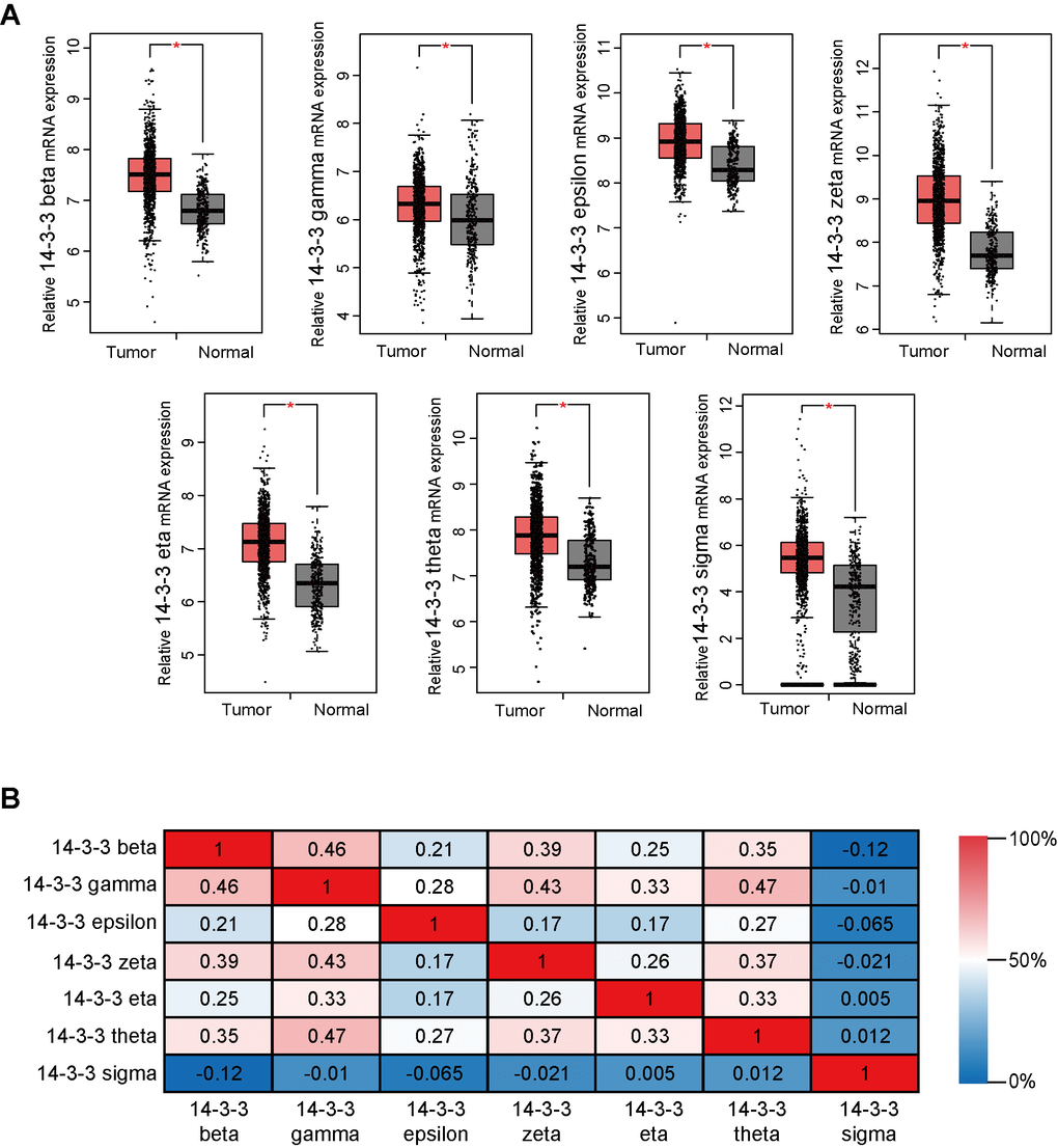 Transcriptional levels of 14-3-3 in BrCa tissues. (A) Box plots derived from gene expression data in GEPIA comparing the expression of 14-3-3 in BrCa and normal tissues. The p-value was set up at 0.05. (B) The Pearson correlation coefficients between 14-3-3 isoforms.