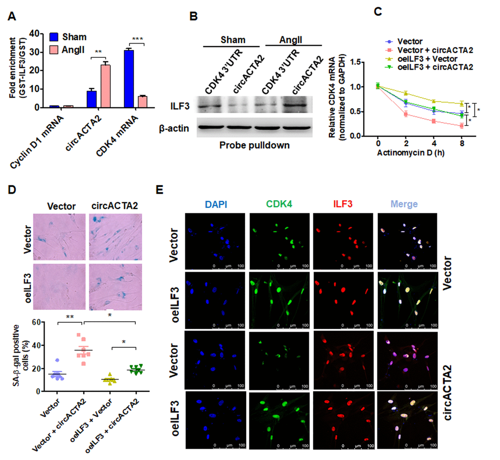 circACTA2 promotes VSMC senescence by competing with CDK4 mRNA to bind to ILF3. (A) circACTA2, cyclin D1 and CDK4 mRNAs were pulled down with recombinant GST-ILF3 from the lysates of VSMCs treated with or without Ang II for 3 days. The cyclin D1 and CDK4 mRNA as well as circACTA2 on the beads were subjected to qRT-PCR detection. **P  0.01, ***P  0.001 vs. vehicle control. (B) The lysates of VSMCs treated with or without Ang II were pulled down with CDK4 3′ UTR or circACTA2 probe, and ILF3 in the precipitates was detected by Western blot analysis. (C) VSMCs were transfected with circACTA2 and ILF3-expressing vector (oeILF3) either alone or together. Then cells were exposed to actinomycin D for 0, 2, 4, and 8 h. CDK4 mRNA level was detected by qRT-PCR. *P D) SA-β-gal activity in VSMCs transfected as in (C). The percentage of SA-β-gal positive cells (bottom) and representative pictures (top) are shown. Magnification × 400. *P  0.05, **P  0.01 vs. their corresponding control. (E) VSMCs were transfected as in (C), and the expression of CDK4 and ILF3 was examined by immunofluorescence staining. Green, red, and blue staining indicates CDK4, ILF3, and the nuclei, respectively. Scale bar = 100 μm.