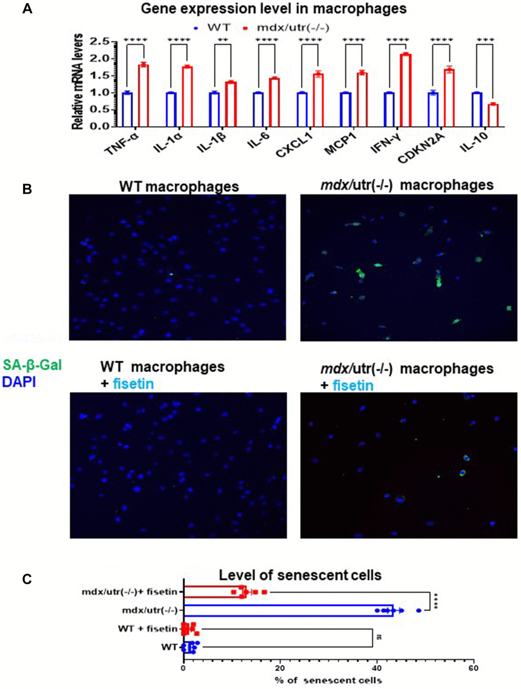 Fisetin treatment specifically remove senescent macrophages from mdx/utro(−/−) mouse. (A) Real time-PCR result of gene expression level of SASP factors, p16 and IL-10 in WT and mdx/utro(−/−) macrophages (n = 3 cell lineages). (B) Staining of SA-β-Gal in 4 groups of macrophages with fluorescent Senescence Assay Kit. Fisetin was applied to treat the WT and mdx/utro(−/−) macrophages for 48 hr at 20 μM of concentration. (C) Statistics of SA-β-Gal+ cells in 4 groups of cells. n = 6 (3 cell lineages x 2 replicates/group). Data are presented as mean +/− SD.