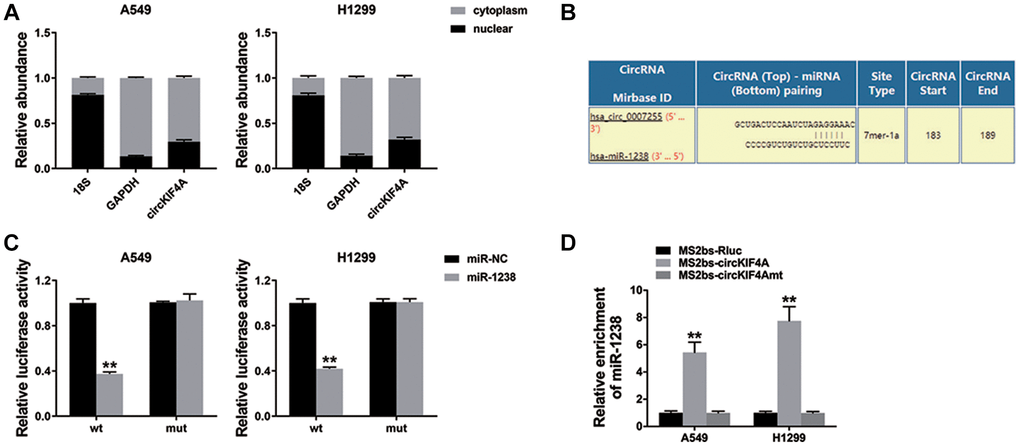 circKIF4A performs as a sponge for miR-1238 (**P  (A) qRT-PCR detected the levels of GAPDH, 18S, and circKIF4A. (B) The potential miR-1238 binding sites within circKIF4A. (C) The result of Luciferase assay. (D) The result of MS2-based RIP assay.
