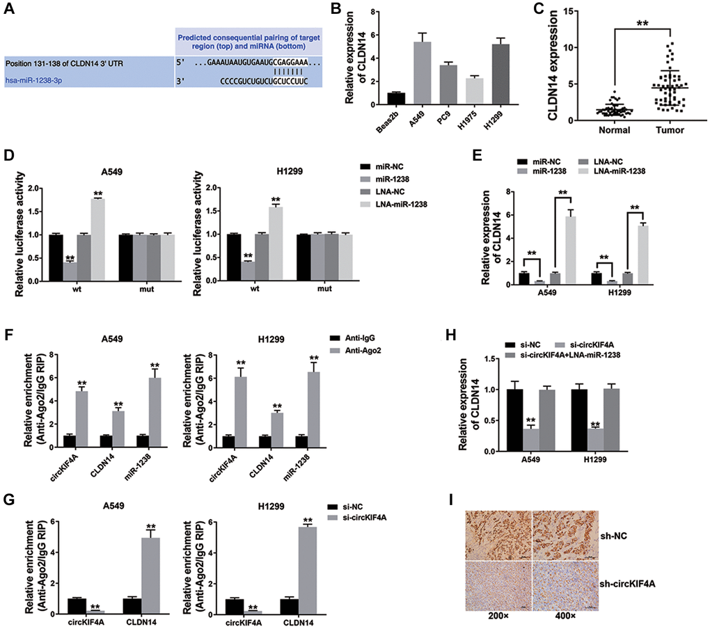 circKIF4A functions as a ceRNA to regulate CLDN14 (**P  (A) The predicted miR-1238 binding sites within CLDN14. (B) qRT-PCR detected CLDN14 expression in NSCLC cell lines. (C) CLDN14 expression in 42 pairs of normal adjacent tissues and NSCLC tissue. (D) The result of Luciferase assay. (E) qRT-PCR detected CLDN14 expression. (F) Enrichment of circKIF4A, CLDN14 and miR-1238 to Ago2. (G) RIP assay on Ago2 was performed. (H) qRT-PCR detected CLDN14 expression. (I) IHC staining of CLDN14 were shown.