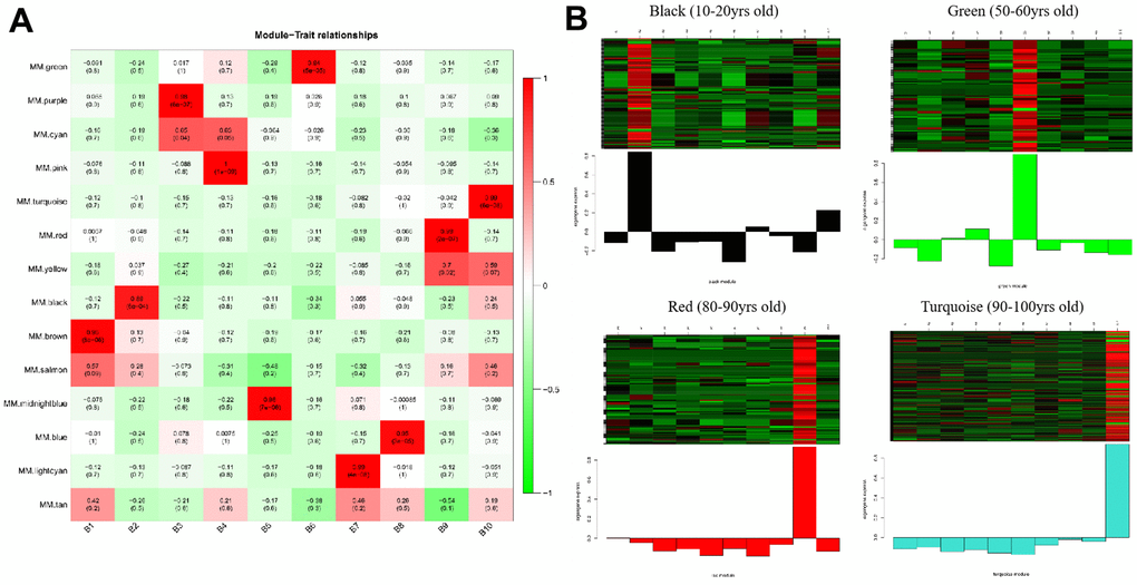 Heatmaps of age-related modules and the clustering of some critical module eigengene. (A) Heatmaps of the correlation between Eigengene and clinical traits of age. Each row corresponds to a module eigengene, and each column corresponds to an age group. Each cell contains the corresponding correlation and p-value. (B) The clustering of four module eigengenes (black, green, red and turquoise).