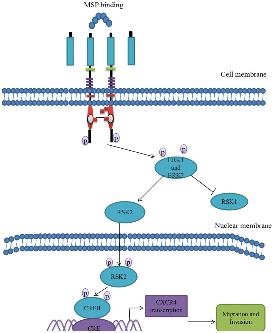 tyrosine kinase receptor pathway