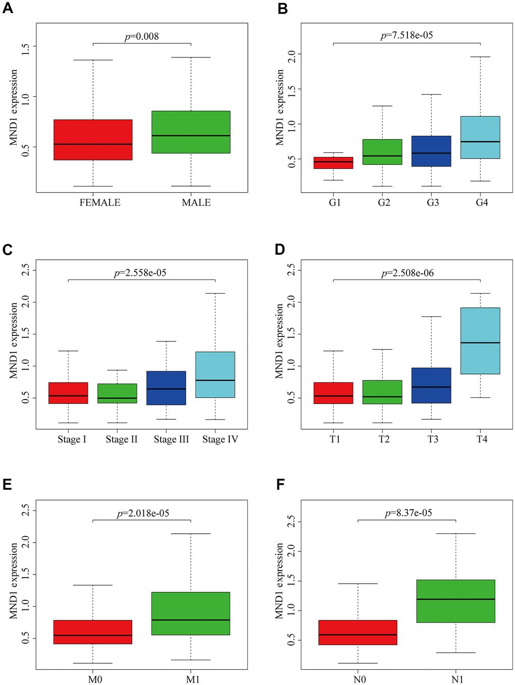 MND1 expression is association with clinicopathological characteristics in patients with KIRC. Increased MND1 expression was significantly with (A) Gender, (B) Grade, (C) Stage, (D) Tumor size, (E) Metastasis and (F) Node.
