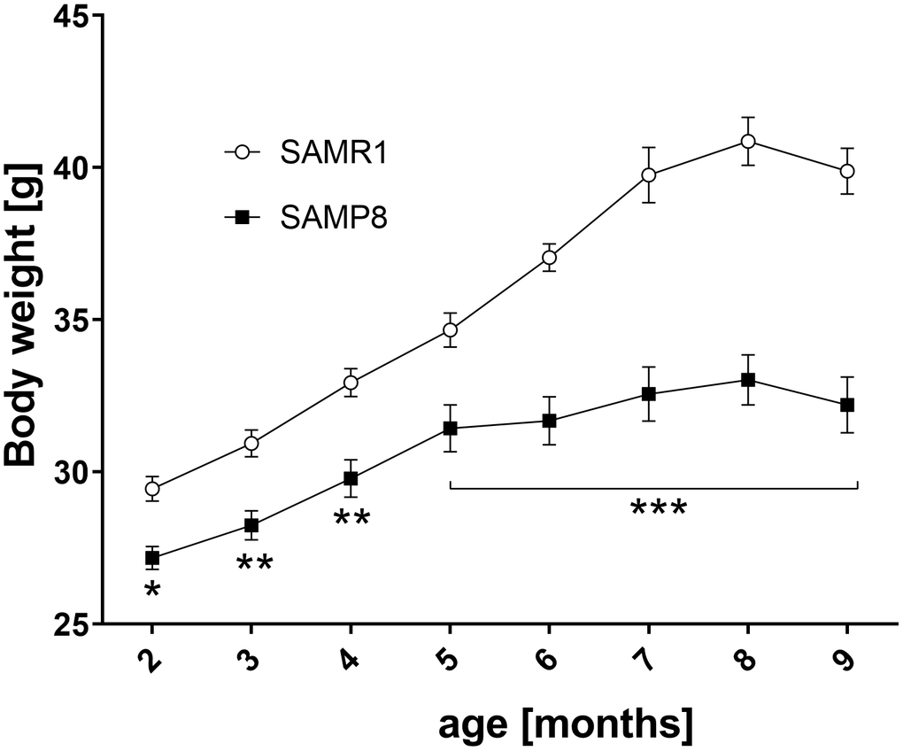 Lower body weight SAMP8 mice from 2 months of age. Body weight was measured every month. Data are mean ± SEM, analyzed by 2-way ANOVA with Bonferroni post test. n=14-15 (2-3 months), 10 (4-6 months), 5 (7-9 months).