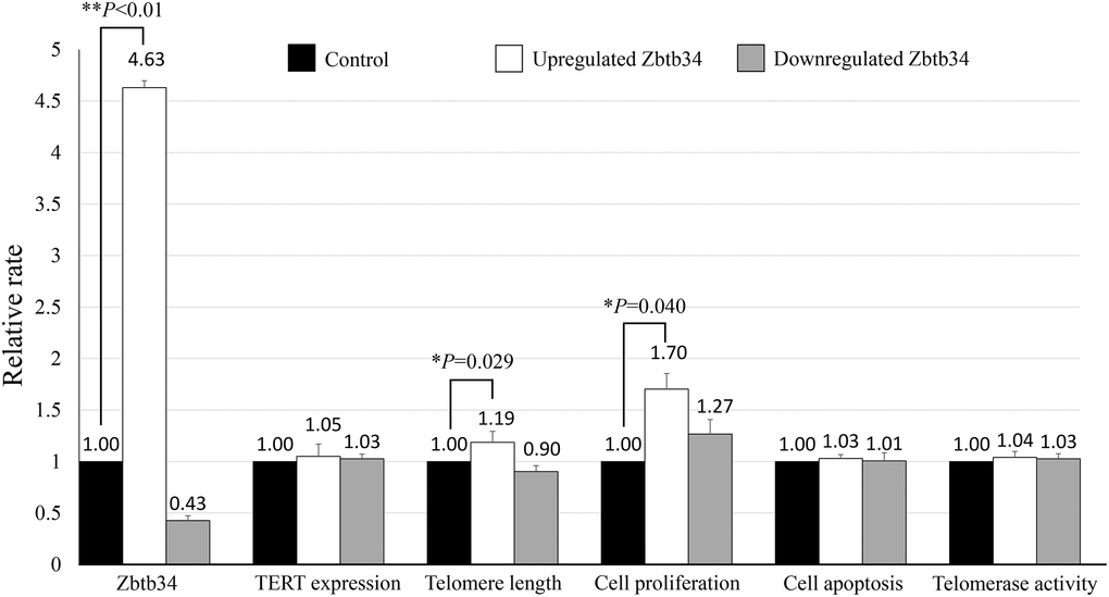 Zbtb34 elongates telomere length and increases cell proliferation. The mESCs were transfected with a Zbtb34-EGFP vector or Zbtb34-siRNA. The values of Zbtb34, TERT expression, telomere length, cell proliferation, cell apoptosis and telomerase activity are expressed as fold changes compared with control values normalized to 1. *P **P 