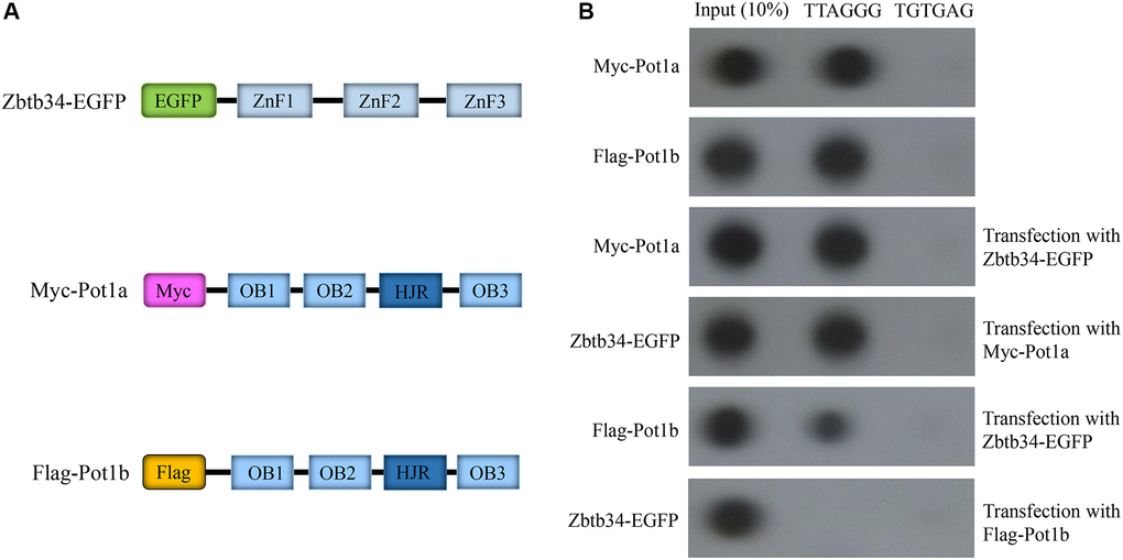 Zbtb34 competes for the binding sites on telomeres with Pot1b. (A) Schemata represents the Myc-Pot1a and Flag-Pot1b constructs. (B) Telomere co-immunoprecipitation shows the association of Zbtb34 and Pot1a or Pot1b with telomere DNA in mESCs. The random sequence (TGTGAG) is the control. Abbreviations: ZnF: zinc finger; OB: oligonucleotide binding; HJR: holiday junction resolvase; mESCs: mouse embryonic stem cells.