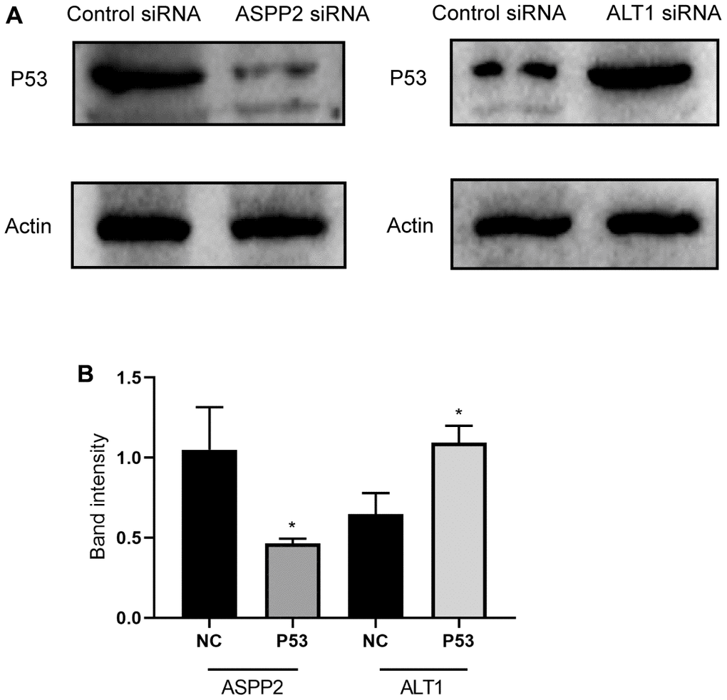 (A) Representative images of the Western blot results for P53 in ASPP2 and ALT1 knockdown HepG2 cells. (B) Quantitative analysis results of the Western blot of P53 expression.