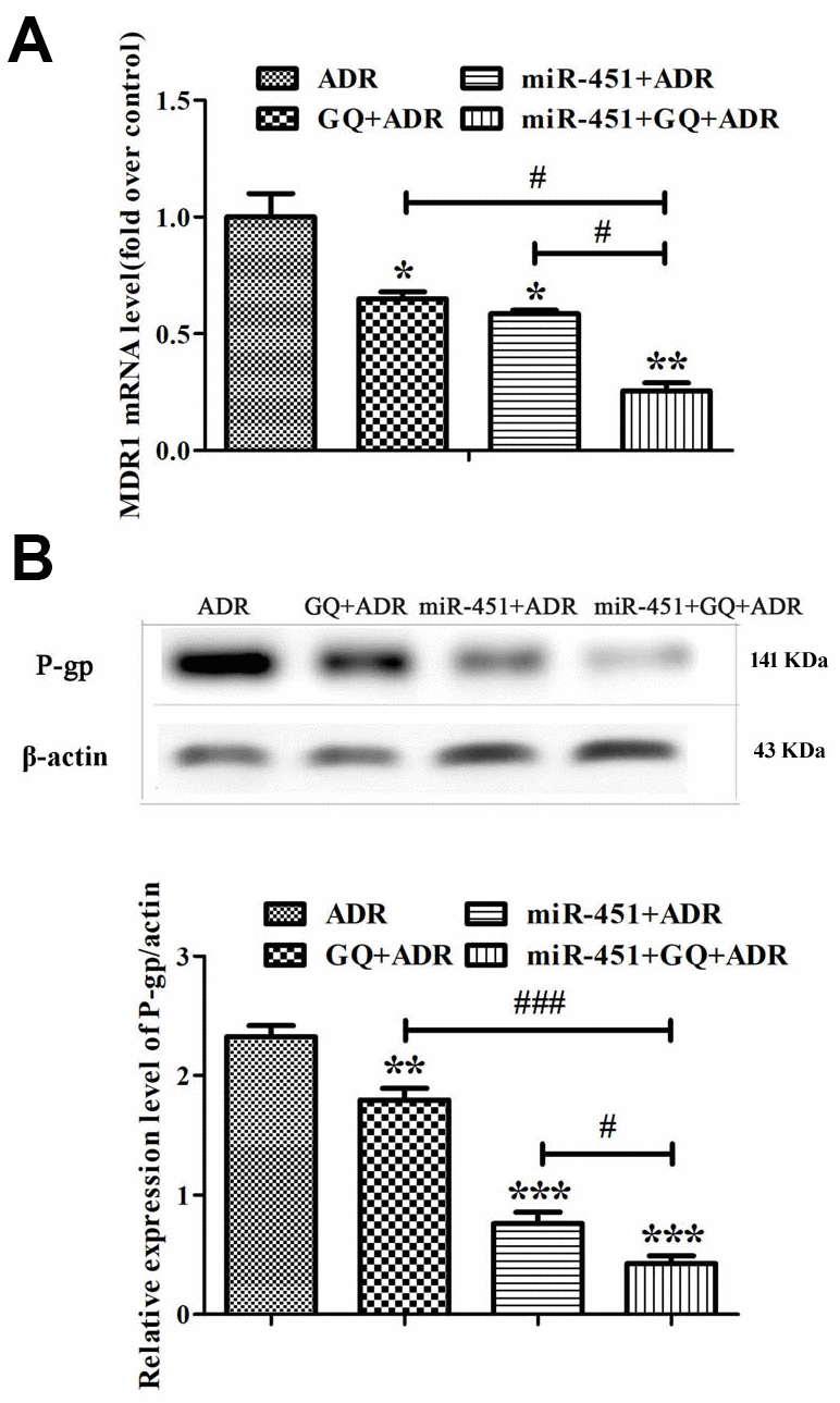 Combination of GQ and miR-451 inhibited the expression of MDR1 and P-gp. MCF-7/ADR cells and miR-451-transfected MCF-7/ADR cells were subjected to ADR (43 μM) or ADR (43 μM) combining GQ (10 μM) for 48 h. (A) Expression levels of MDR1 were detected by Real-time RT-PCR. The MCF-7/ADR cells only treated with ADR were regarded as control. (B) Expression levels of P-gp were detected by western blot. All data represent the means ± SD of three independent experiments. *P  0.05, **P ***P  0.001, comparing with ADR group; #P ###P 