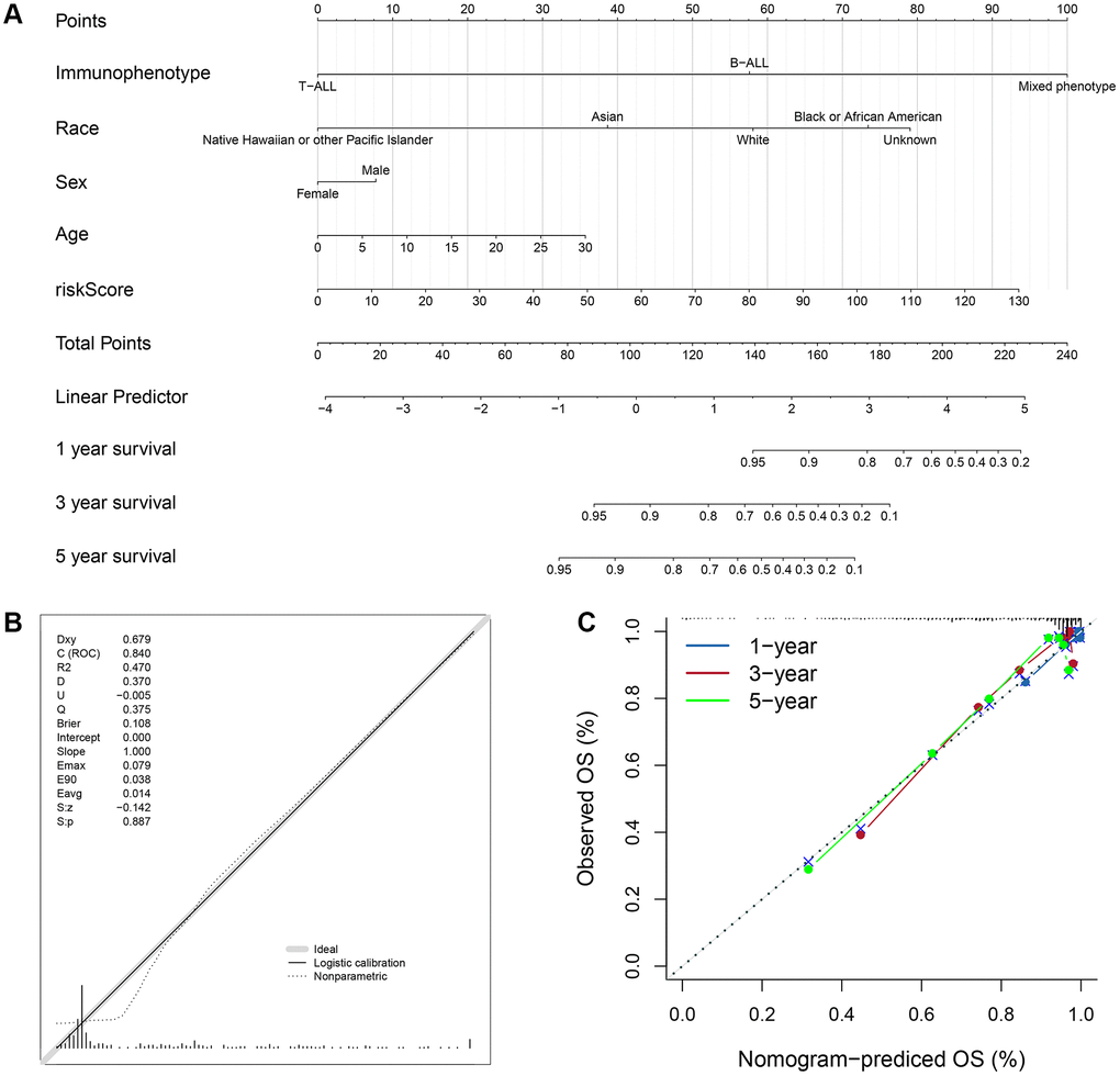 Prognostic nomogram to predict the 1-, 3-, and 5-year OS of ALL patients. (A) Nomogram model to predict the prognosis of ALL patients. (B) Calibration test for the prognostic nomogram. (C) Calibration plot of the prognostic nomogram for predicting OS at 1-, 3-, and 5-years.