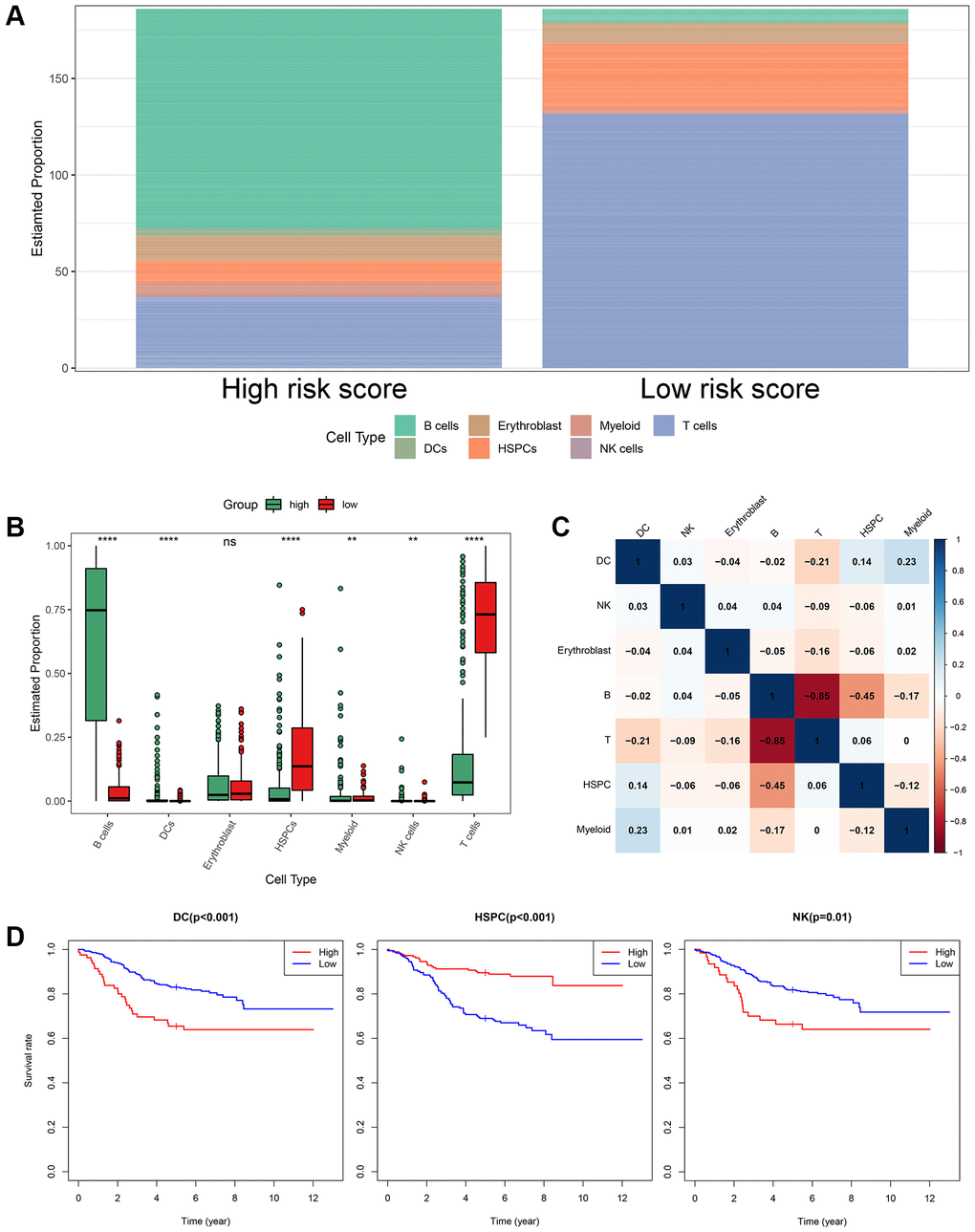 The landscape of immune cell infiltration between the high- and low-risk groups. (A) Proportion of cell type of the low- and high-risk groups in bulk RNA-seq samples. (B) Differential immune cell infiltrates between the high- and low-risk groups. (C) Correlation matrix of the relationship between the expression levels of the seven ISCIRGs and differential immune infiltration levels. (D) KM survival curves for patients with higher and lower proportions of specific cell.