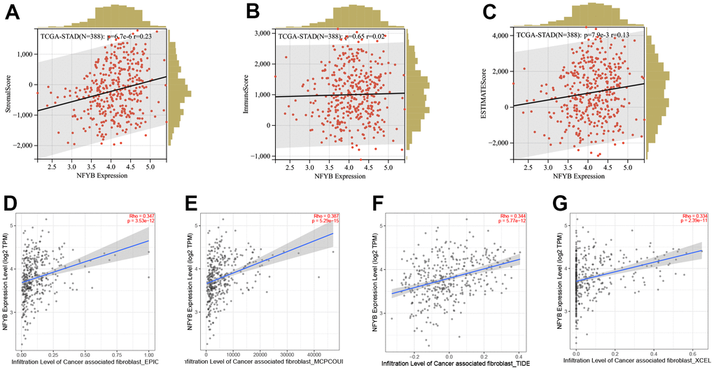NFYB is associated with gastric cancer stromal cell reprogramming. (A) The correlation between the expression of NFYB and the stromal score of GC. (B) The correlation between the expression of NFYB and the immune score of GC. (C) The correlation between the expression of NFYB and ESTIMATE score of GC. (D) The correlation between the expression of NFYB and CAFs infiltration of GC evaluated by EPIC. (E) The correlation between the expression of NFYB and CAFs infiltration of GC evaluated by MCO-counter. (F) The correlation between the expression of NFYB and CAFs infiltration of GC evaluated by TIDE. (G) The correlation between the expression of NFYB and CAFs infiltration of GC evaluated by xCELL.