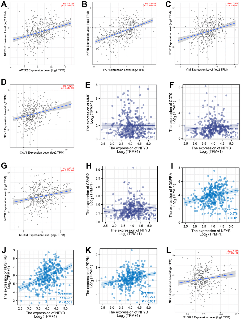 Correlation between the expression of NFYB and CAFs biomarkers. The correlation between the expression of NFYB and α-SMA (A), FAP (B), VIMENTIN (C), CAV1 (D), CD10 (E), CD70 (F), CD146 (G), GPR77 (H), PDGFRA (I), PDGFRB (J), PDPN (K), S100A4 (L).