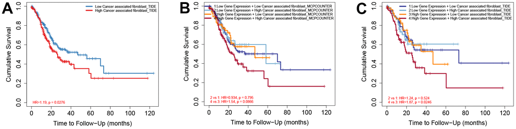 High expression of NFYB and high CAF infiltration of CAFs predicted a worse prognosis for GC patients. (A) Overall survival analysis based on CAFs infiltration in GC patients. (B) Overall survival analysis based on NFYB expression and CAFs infiltration calculated by MCP-counter in GC patients. (C) Overall survival analysis based on NFYB expression and CAFs infiltration calculated by TIDE in GC patients.