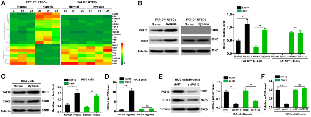 Hypoxia-induced CHK1 upregulation in RTECs is depend on FAT10. (A) Upon hypoxia treatment for 24 h, mass spectroscopic analysis was performed to detect protein expression in RTECs from FAT10+/+ mice (n = 3) and FAT10−/− mice (n = 3). (B) Determination (left) and quantification (right) of the FAT10 and CHK1 protein levels in FAT10+/+ RTECs or FAT10−/− RTECs after hypoxia injury. Tubulin was used as a loading control. *P **P C) Determination (left) and quantification (right) of the FAT10 and CHK1 protein levels in HK-2 cells following treatment with hypoxia or without hypoxia. *P **P D) The protein and mRNA levels of FAT10 and CHK1 in HK-2 cells following treatment with hypoxia or without hypoxia. **P E) Determination (left) and quantification (right) of the FAT10 and CHK1 protein levels in HK-2 cells transfected with shFAT10 following hypoxic injury. **P F) Upon hypoxia treatment for 24 h, the mRNA levels of FAT10 and CHK1 in HK-2 cells transfected with shFAT10. **P 