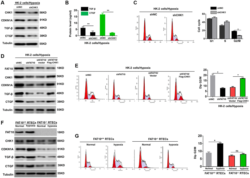 FAT10 is required for CHK-1-mediated G2/M arrest in RTECs under hypoxia treatment. (A) Western blotting showing the protein expression of CHK1, CDKN1A, TGF-β and CTGF in CHK1-silencing HK-2 cells following hypoxia injury. Tubulin was used as a loading control. (B) TGF-β and CTGF in the culture supernatants was measured in culture supernatants by ELISA assay. **P C) Detection for cell cycle of CHK1-silencing HK-2 cells following hypoxia injury. Results are expressed as peak diagram (left) and calculated distribution for cells in G0/G1, S and G2/M phases (right). *P D) Upon hypoxia treatment, western blotting of FAT10, CHK1, CDKN1A, TGF-β and CTGF in HK-2 cells stably transfected with shFAT10 in the presence or absence of Flag-CHK1. (E) Detection for cell cycle of FAT10-silencing HK-2 cells in the presence or absence of Flag-CHK1 following hypoxia injury. Results are expressed as peak diagram (left) and calculated distribution for cells in G0/G1, S and G2/M phases (right). *P F) Western blotting showing the protein expression of FAT10, CHK1, CDKN1A, TGF-β and CTGF in FAT10+/+ RTECs and FAT10−/− RTECs following treatment with hypoxia or without hypoxia. (G) Detection for cell cycle of FAT10+/+ RTECs and FAT10−/− RTECs following treatment with hypoxia or without hypoxia. Results are expressed as peak diagram (left) and calculated distribution for cells in G0/G1, S and G2/M phases (right). *P 