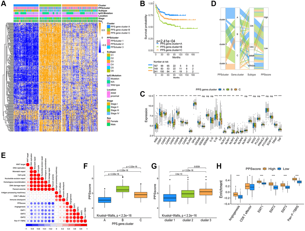 Construction and analysis of pyroptosis signatures. (A) Unsupervised clustering of overlapping pyroptosis phenotype-related genes in GSE39582 cohort to classify patients into three genomic subtype (PPS gene cluster A–C). Clinicopathological information such as tumor subtype, tp53 mutation, tumor location, tumor stage, and gender was used as patient annotations. (B) The survival curves of the pyroptosis phenotype-related gene signatures were shown using the Kaplan-Meier plotter. (C) The expression of 30 PRGs in three gene clusters (*P **P ***P D) The changes of PPSclusters, PPS gene clusters, tumor molecular subtypes and PPSscore were shown in the Alluvial diagram. (E) Correlations between PPSscore and the other gene signatures in GSE39582 CC cohort using Spearman analysis. Negative correlation was marked with blue and positive correlation with red. (F, G) The Kruskal-Wallis test was used to compare the statistical difference in PPSscore among three gene clusters and three PPSclusters. (H) Differences in stroma-activated pathways between high and low PPSscore groups (*P **P ***P 
