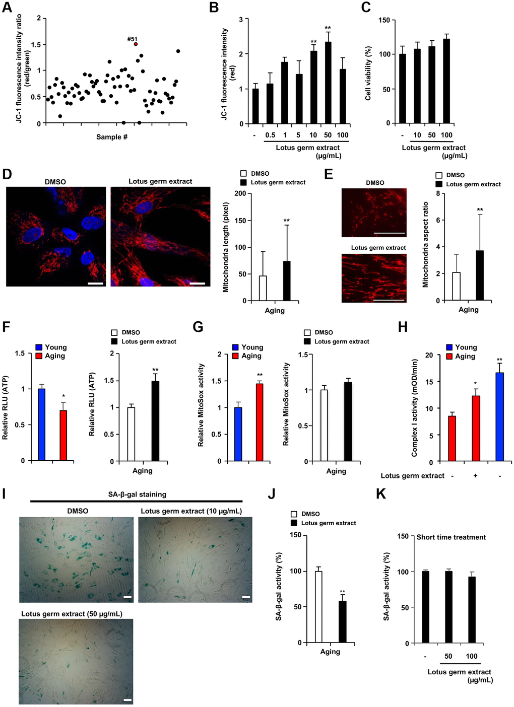 Lotus germ extract restored mitochondrial function and suppressed the aging phenotype. (A) Plant extract screening was performed in duplicate, and relative JC-1 activity was calculated using the procedure described in Figure 1C. (B and C) Effects of lotus germ extract on JC-1 activity and cell viability. Aging NB1RGB cells were treated with DMSO (−) or lotus germ extract at the indicated concentration for 24 h. (B) JC-1 activity was determined by the red fluorescence intensity, indicating activated mitochondria. (C) Cell viability was determined using an MTT assay. (D and E) Lotus germ extract induced mitochondrial morphological changes. Aging NB1RGB cells were treated with DMSO or 50 μg/mL lotus germ extract for 2 days, followed by treatment with MitoTracker Orange and fluorescence microscopy. Red represents mitochondrial MitoTracker staining, and blue represents nuclear DAPI staining (scale bar, 20 μm). (D) The length of the mitochondria within the cells was determined, and the data are presented as the mean ± SD (n = 30) (right panel). (E) The aspect ratio of the mitochondria within the cells was determined. The data are presented as the mean ± SD (DMSO: n = 83, lotus germ extract: n = 53) (right panel). (F and G) Lotus germ extract stimulated ATP but not ROS production. Young and aging cell were compared (left panel). Aging NB1RGB cells were treated with DMSO or 50 μg/mL lotus germ extract for 24 h (right panel). (F) ATP levels were determined using a CellTiter-Glo assay. (G) The ROS level was determined MitoSOX staining assay. (H) Mitochondrial complex I activity is stimulated by the lotus germ extract. Young NB1RGB cells treated with DMSO (−) or NB1RGB cells treated with DMSO (−) or 50 μg/mL of lotus germ extract (+) for 24 h were subsequently assessed for mitochondrial respiratory complex I activity. mOD, millioptical density. (I) Lotus germ extract decreased SA-β-gal-positive cells. Aging NB1RGB cells were treated with the indicated concentration of lotus germ extract for 3 days and stained to detect SA-β-gal-positive cells. (J and K) Lotus germ extract decreased SA-β-gal expression but did not directly suppress SA-β-gal activity. (J) Aging NB1RGB cells were treated with the indicated concentration of lotus germ extract for 3 days, and SA-β-gal activity was measured. (K) Aging NB1RGB cells were treated with DMSO (−) or the indicated concentration of the lotus germ extract for 2 h. Then, the SA-β-gal activity was measured. Data are presented as the mean ± SD of three simultaneously performed experiments (B–H, J and K). Each P value was calculated using two-way ANOVA; *P **P 