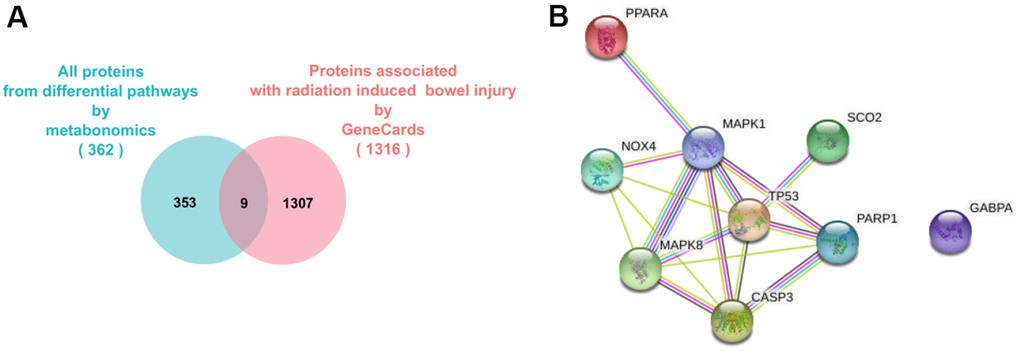 Network pharmacological analysis of RIAISs caused by radiotherapy. (A) Strategy of find out key target. (B) Connection network between the key nodes calculated by STRING.