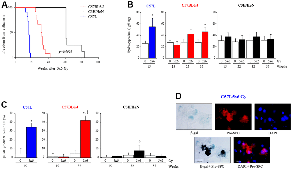 Varying susceptibility to radiation induced pulmonary fibrosis and pneumocyte senescence among three strains of mice. C57L, C57BL6/J, and C3H/HeN mice were exposed to 5 daily fractions of 6 Gy (5x6 Gy) of thoracic irradiation. At 15, 22, 32 and 57 weeks after irradiation, lung tissue was collected (n=5 mice per timepoint and condition). (A) Kaplan–Meier plot of freedom from euthanasia of irradiated mice (n≥10 mice per group) with comparison of curves using log rank test. (B) Hydroxyproline content was assessed in lung tissue at the indicated time point (in weeks) after irradiation. (C) Senescence associated-β-Galactosidase activity was assessed in lung samples collected at the indicated time points after irradiation, followed by immunocytochemical localization of pro-surfactant C. The percent of senescent AECII was scored. Columns: mean, error bars: +SD, *p§pD) Representative images of costaining of tissue sections for senescence associated-β-Galactosidase activity and pro-surfactant C in the C57L strain.