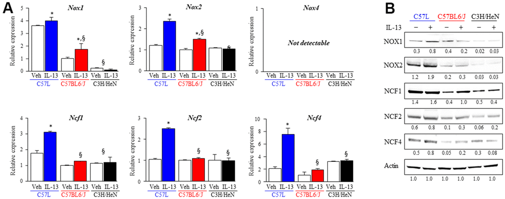 Increased expression of components of NOX complexes and ROS production in M2 macrophages from fibrosis sensitive strains. The expression of ROS producing enzymes (NOX1, NOX2, NOX4) and subunits (NCF1, NCF2, NCF4) of the NOX2 complex was assessed in M2 macrophages polarized by IL-13 treatment. (A) mRNA expression of components of NOX complexes in M2 macrophages was quantified with QPCR and normalized to the expression of β-actin mRNA. (B) The expression of ROS producing enzymes (NOX1, NOX2) and subunits (NCF1, NCF2, NCF4) of the NOX2 complex was determined with western blot. Densitometry was performed for each protein and normalized to actin. Densitometry values are noted below each band. Columns: mean, error bars: +SD, *p§p