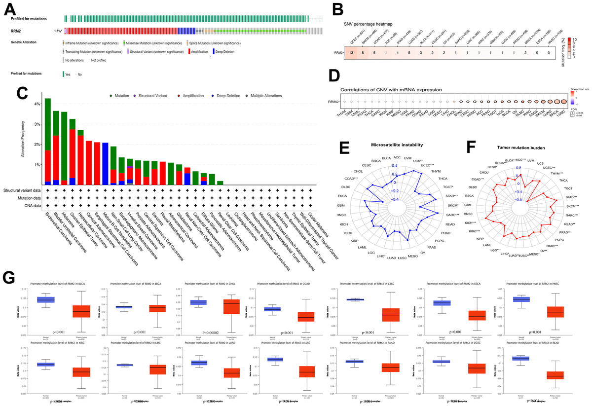 Comprehensive bioinformatics analysis of ribonucleoside diphosphate ...