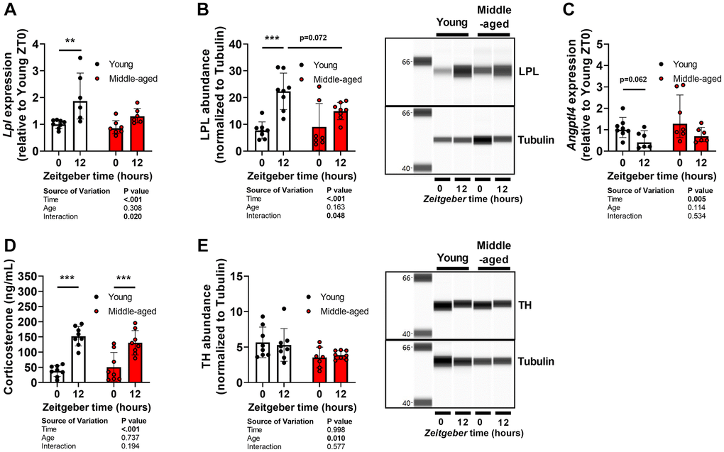 Full article: Comparative transcriptomic analysis of rabbit interscapular  brown adipose tissue whitening under physiological conditions