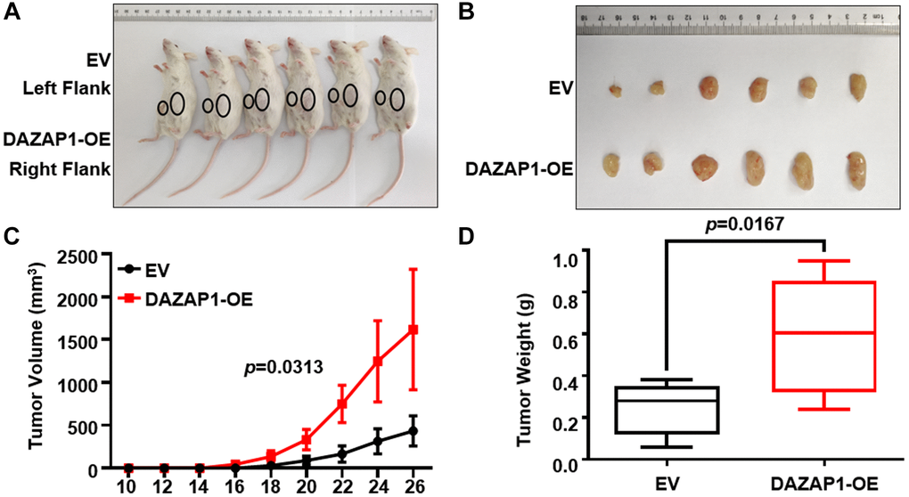 Increased DAZAP1 is conducive to tumor growth in MM xenograft model in vivo. (A) Photographic images of tumor burden mice were captured on day 26. (B) Subcutaneous tumors were gathered on the 26th day post grafting. (C) Growth curve of transplanted tumors. (D) Quantification of tumors weight from dissected tumors. All data are displayed as mean ± SD (*p **p ***p 